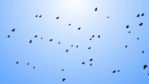 Un troupeau d'oiseaux migrateurs. ensemble de silhouettes noires d'oiseaux volant dans le ciel. — Video