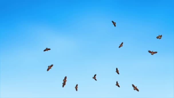 Grupo de águilas avistadas volando en el cielo aves de rapiña. — Vídeos de Stock