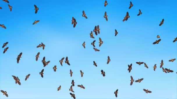 Un grupo de águilas, gaviotas vuela contra el viento, cielo en el fondo — Vídeos de Stock