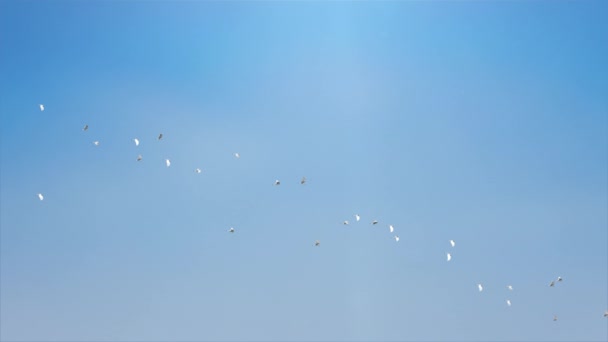 Όμορφο σμήνος πουλιών που πετούν στον γαλάζιο ουρανό. Ιπτάμενα πουλιά στον ουρανό Βρόχο Bacground. — Αρχείο Βίντεο