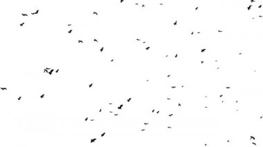 4k Arka Bahçe Gökyüzünde uçan büyük bir kuş sürüsü.