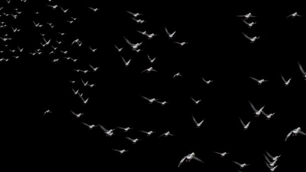Rebanho de gaivotas pássaros voadores e abstrato céu primavera fundo, belas gaivotas voando ao pôr do sol — Vídeo de Stock
