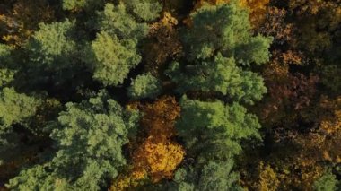Ağaçlarda sarı ve yeşil yapraklar olan büyük sonbahar ormanlarının havadan görünüşü