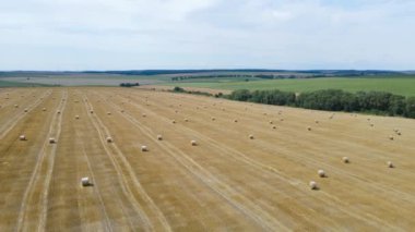 Tarlada altın saman yığınları. Yazın buğday topluyorum.