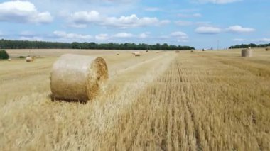 Tarlada altın saman yığınları. Yazın buğday topluyorum.