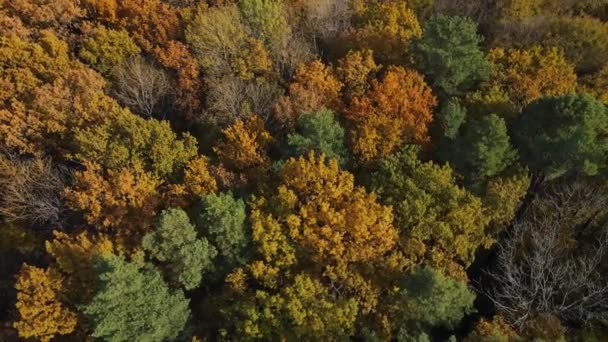 Veduta aerea della grande foresta autunnale con foglie gialle e verdi sugli alberi — Video Stock