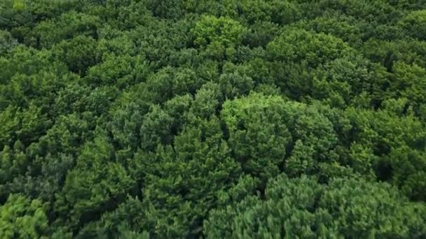 Wolny lot nad dużą leśną łąką z zielonymi drzewami. Strefa parkowa dzikich drzew — Wideo stockowe