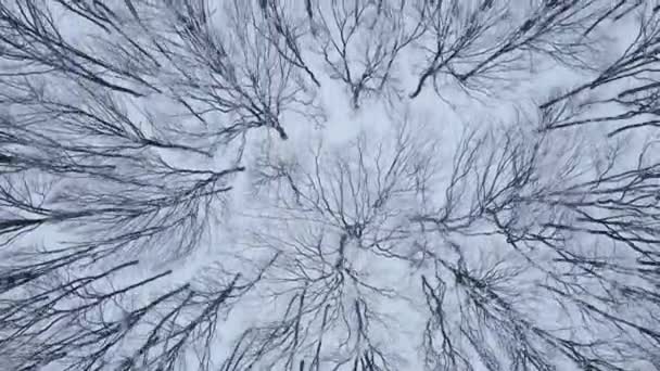 Vuelo lento sobre un bosque salvaje con nieve y árboles desnudos en temporada de invierno — Vídeo de stock