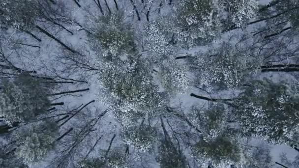 Κάτοψη χειμερινού δάσους με χιονισμένα δέντρα. Άγριο πευκοδάσος από ψηλά — Αρχείο Βίντεο