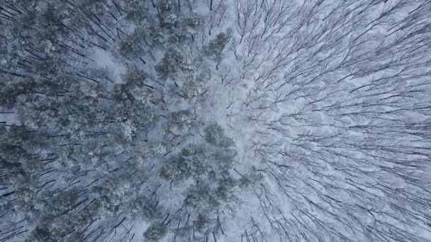 Aerial top view of winter wild forest with snowy and naked trees in half — Stockvideo