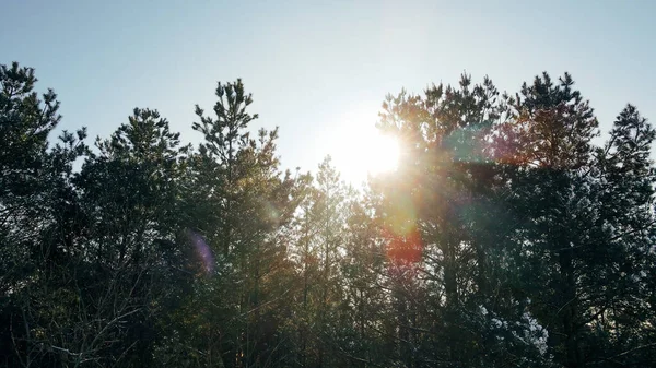 Сонячні промені прокладають шлях через гілки дерев в зимовому лісі — стокове фото