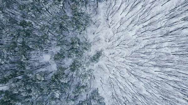 Flight Winter Forest Snow Covered Trees Amazing Winter Landscape — 图库照片