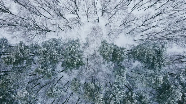 Політ Над Зимовим Лісом Засніженими Деревами Дивовижний Зимовий Пейзаж — стокове фото