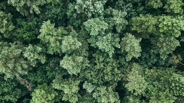 Вид Зверху Зелені Дерева Важкого Лісу Вітер Трясе Дикі Сосни — стокове фото