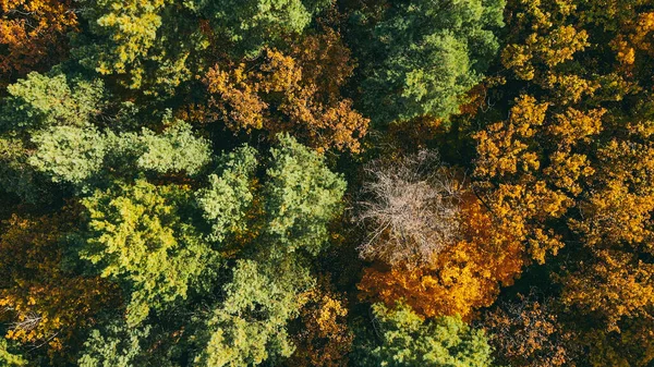 Vuelo Aéreo Sobre Gran Bosque Otoñal Con Hojas Amarillas Verdes — Foto de Stock