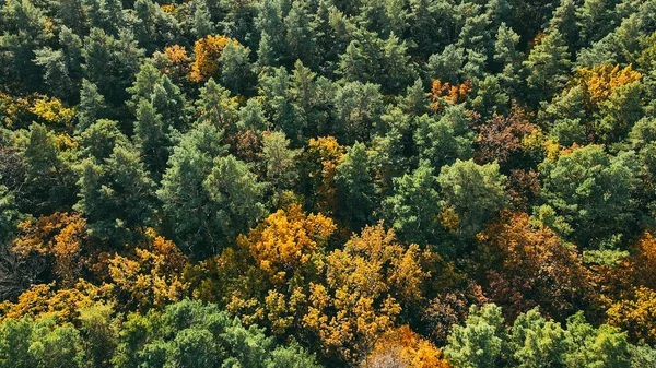 Повітря Літає Над Великим Осіннім Лісом Жовтим Зеленим Листям Деревах — стокове фото