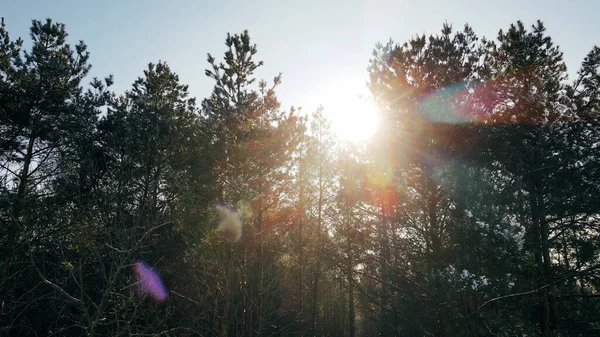Сонячні Промені Проходять Через Гілки Дерев Зимовому Лісі — стокове фото