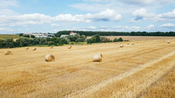 Rouleaux Foin Doré Sur Champ Ferme Récolte Blé Été — Photo