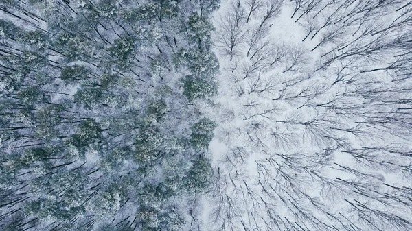 Політ Над Зимовим Лісом Засніженими Деревами Дивовижний Зимовий Пейзаж — стокове фото