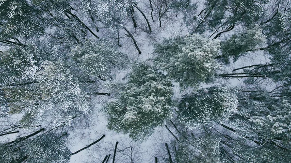 Top View Winter Forest Snow Covered Trees Wild Pine Forest — 图库照片