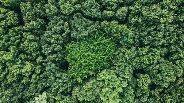 Політ Над Великим Густим Лісом Високими Деревами Природний Краєвид — стокове фото