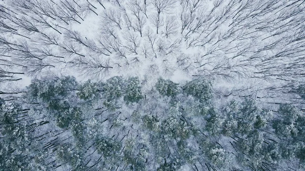 Aerial top view of winter wild forest with snowy and naked trees in half — 图库照片