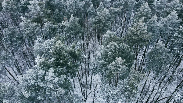 Top view of a winter forest with snow-covered trees. Wild pine forest from above — 图库照片