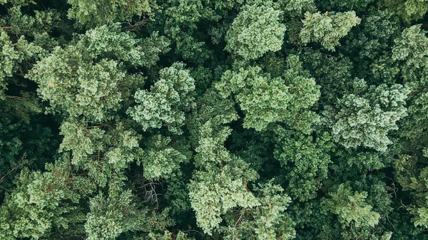 Вид зверху на зелені соснові дерева важкого лісу. Вітер трясе дикі сосни — стокове фото