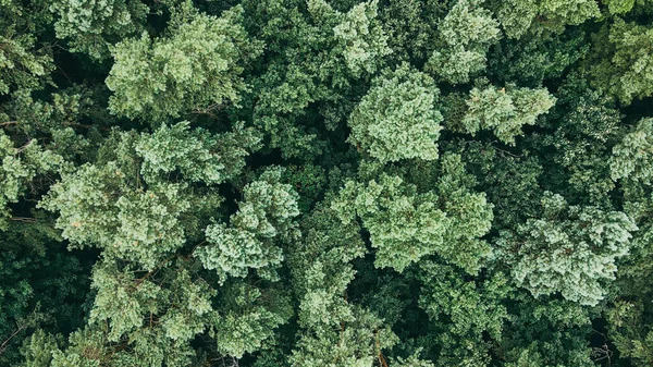 Vista aérea de pinos verdes de bosque pesado. El viento sacude los pinos salvajes Imagen De Stock