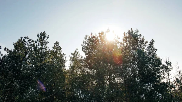Ηλιαχτίδες Διασχίζουν Κλαδιά Δέντρων Στο Χειμερινό Δάσος Φωτογραφία Αρχείου
