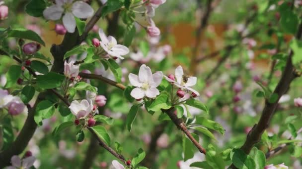 Τα οπωροφόρα δέντρα ανθίζουν την άνοιξη. Μια μέλισσα κάθεται πάνω σε ένα λουλούδι. Φυτό εποχής κήπου — Αρχείο Βίντεο