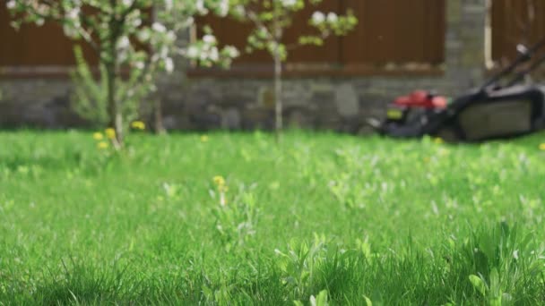 Césped verde en el jardín y el hombre con cortacésped acercándose en el fondo — Vídeos de Stock