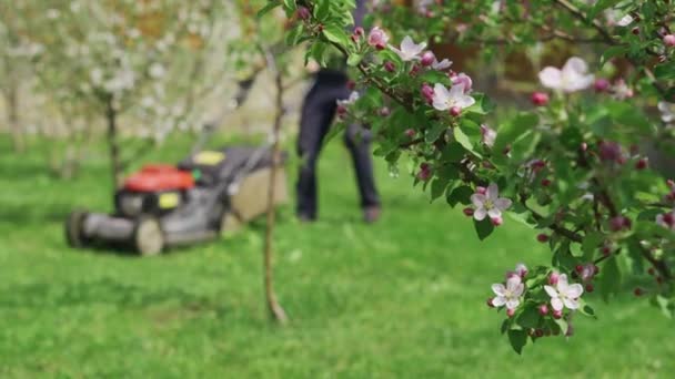 En man klipper gräset med en gräsklippare i en trädgård av blommande träd — Stockvideo