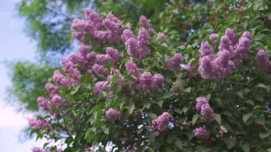 Mavi gökyüzüne bakan dallarda pembe çiçekler açan bahar ağaçları.
