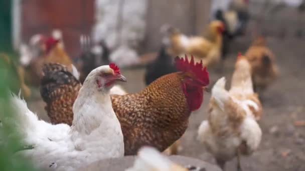 Pollos de campo libre pastan en el césped en el patio de una granja rural detrás de una valla — Vídeo de stock