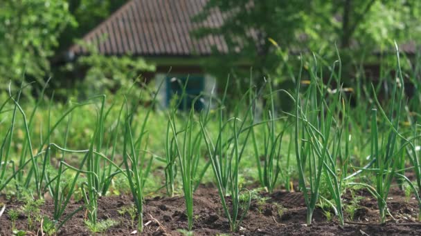 Onion beds planted in a row on a field in the summer harvest season — Stock Video