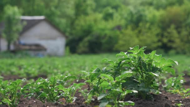 Καλλιέργεια πράσινων φυτών πατάτας σε μια κλίνη κήπου σε ένα χωράφι φυτεμένο στη σειρά — Αρχείο Βίντεο