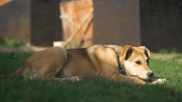 庭の緑の芝生の上に犬が座ってカメラを見て — ストック動画