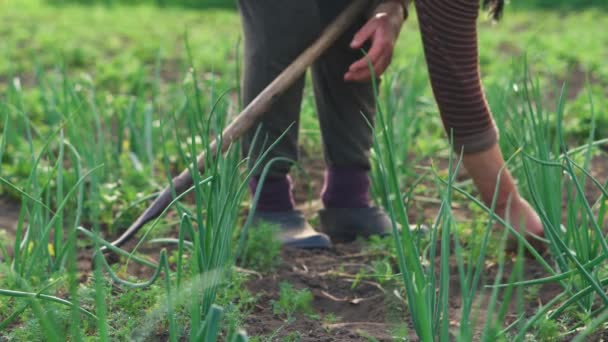 Femeie în vârstă care lucrează în grădină pe domeniul plantelor înflorite de legume — Videoclip de stoc