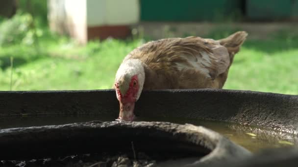 Portrait de canard gros plan sur l'eau potable dans la cour des animaux de ferme — Video