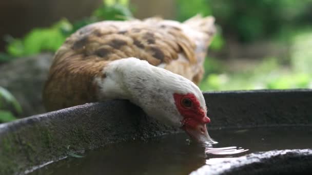 Ritratto di anatra acqua potabile primo piano nel cortile di animali da fattoria — Video Stock