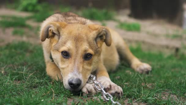 庭の草の上には 襟と鎖を持った悲しい番犬が横たわっている — ストック動画