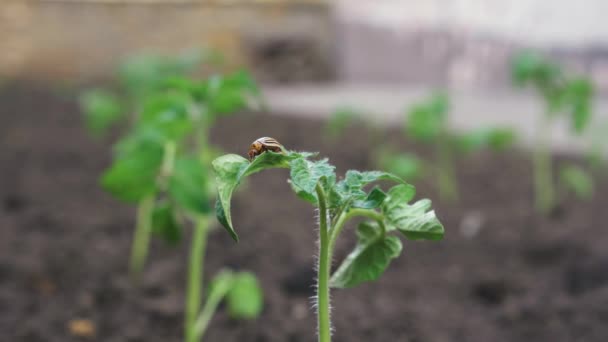 コロラド ポテト ビートルはジャガイモの葉と花を食べる 野生生物や農業の寄生虫 — ストック動画
