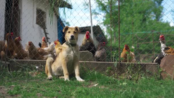 農場の警備犬が鶏小屋の近くのエリアを調査し それらを守る — ストック動画