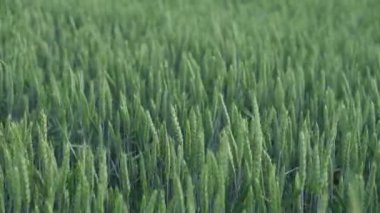 Genç olgunlaşan buğday tarlasında yakın plan rüzgarda titreşiyor.