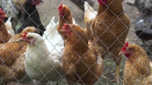 フェンスの後ろの田舎の農場の庭の芝生の上で無料の範囲の鶏の放牧 — ストック動画