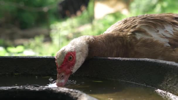 Duck Portrait Drinking Water Close Yard Farm Animals — Stock Video