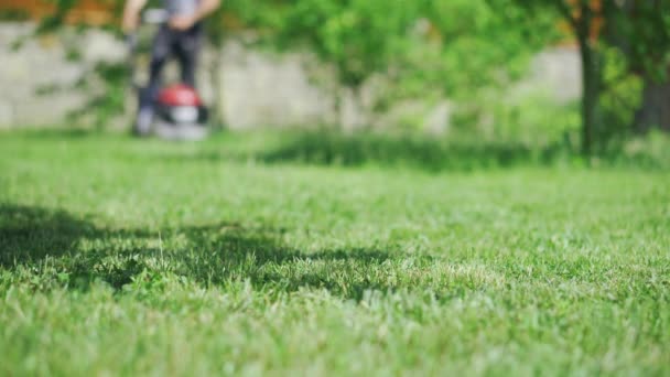 Herbe Premier Plan Homme Avec Une Tondeuse Gazon Approchant Arrière — Video