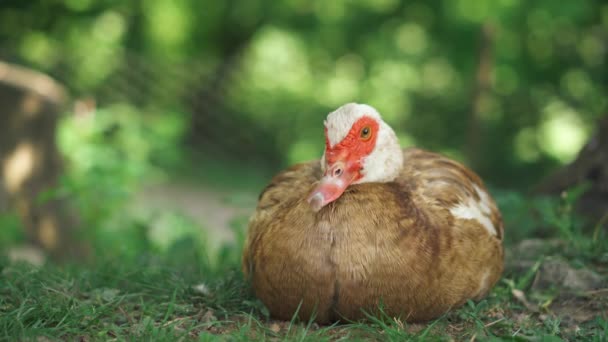 Porträt Einer Schönen Braunen Ente Die Auf Einem Grünen Rasen — Stockvideo