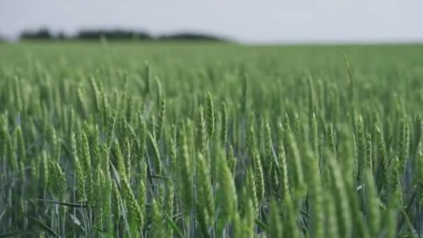 Vlnící Uši Louky Zeleného Pšeničného Pole Krásná Příroda Venkovské Scenérie — Stock video